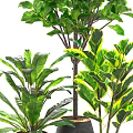 Various Green Leafy Potted Plants in Black Ceramic Pots for Home Decor