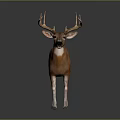 Deer with Large Antlers Brown Body and White Legs Standing on Gray Background