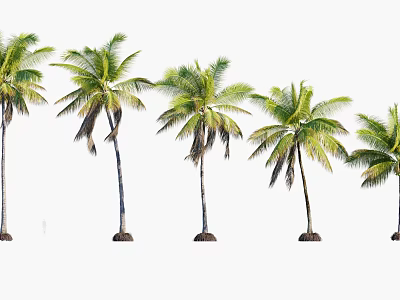 Tall Tropical Palm Trees With Green Fronds In A Row Natural Scene 3d model