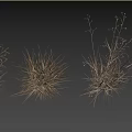 Natural Garden Ornamental Grasses With Dry Herbaceous Plants And Landscape Design
