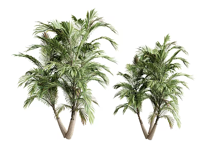 Two Palm Trees With Lush Green Leaves And Tall Trunks Isolated On White 3d model
