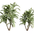 Two Palm Trees With Lush Green Leaves And Tall Trunks Isolated On White