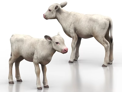 Two White Baby Calves Standing Together in Studio with White Background 3d model