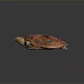 Turtle Cartoon Turtle Snapping Turtle Chickbill Turtle Reptile Cold Blooded Animal Reptile Class 3d model