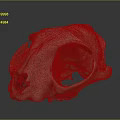 Medical Device Anatomical Skull Model With Detailed Bone Structure for Educational Training And Research
