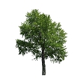 Tree 3d model