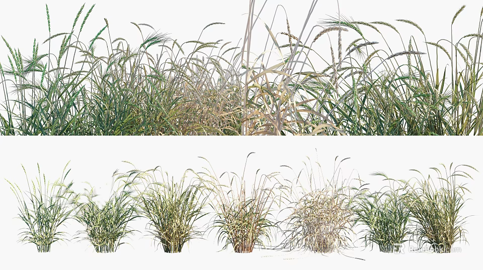 Various Agricultural Crops With Green And Golden Leaves Growing In Field 3d model 