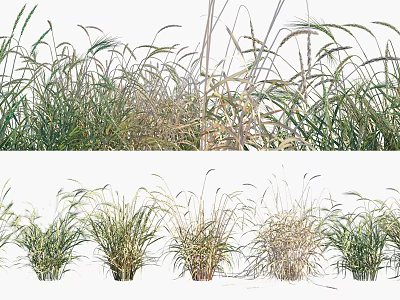 Various Agricultural Crops With Green And Golden Leaves Growing In Field 3d model
