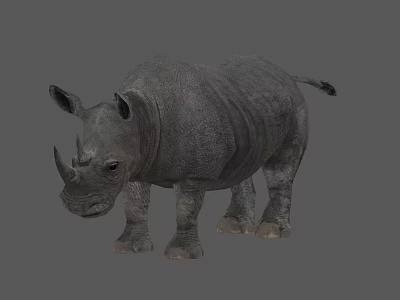Realistic Rhino Iguana Reptile 3D Model with Grey Skin and Detailed Texture on Grey Background 3d model