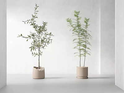 Two Potted Bonsai Plants In Light Colored Pots On Light Floor With White Wall Background 3d model