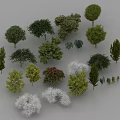 Various Types of Trees with Green Red and Yellow Foliage and Different Crown Shapes