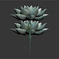 Two Light Blue Succulent Plants Beautifully Displayed On Dark Background