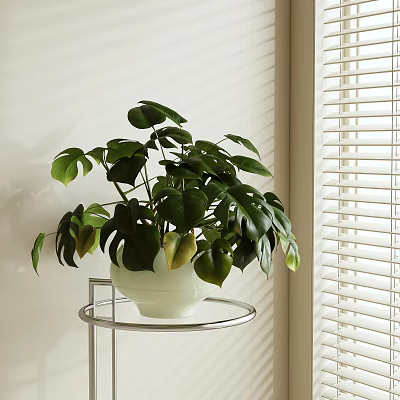 Indoor Monstera Potted Plant in White Pot on Metal Stand Near Window with Natural Light 3d model
