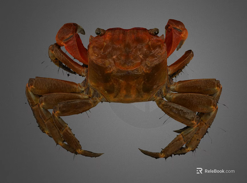 Reddish Brown Crab With Large Claws And Hard Shell On Gray Background 3d model 