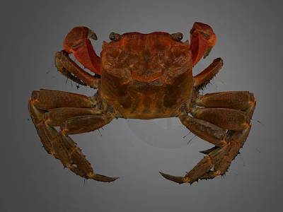 Reddish Brown Crab With Large Claws And Hard Shell On Gray Background 3d model