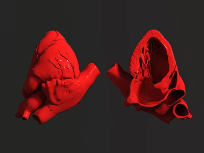 Human Heart Red Anatomical Models Complete And Dissected Views Showing Internal Structures 3d model