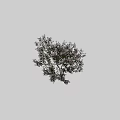 Beautiful Flowering Tree With White And Purple Flowers Against Dark Background And Size Scale