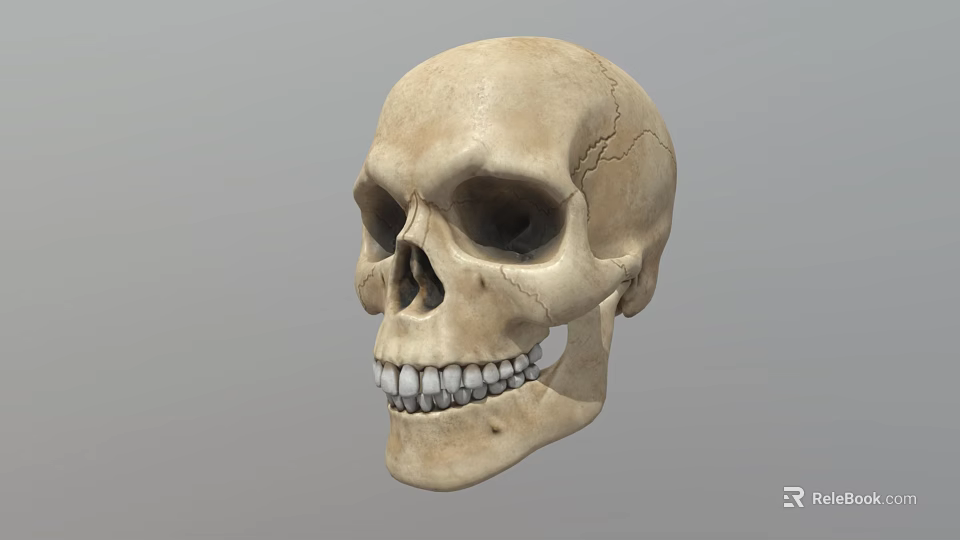 Detailed Handcrafted Human Skull Sculpture With Realistic Facial Features And Texture 3d model 