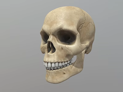 Detailed Handcrafted Human Skull Sculpture With Realistic Facial Features And Texture 3d model