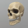 Detailed Handcrafted Human Skull Sculpture With Realistic Facial Features And Texture