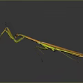 Orange yellow mantis with long legs on gray background showing clear reflection