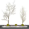 Two Leafless Arbor Trees with Slender Trunks in Circular Planter and Small Shrubs Light Background