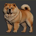 Orange Chow Chow Dog with Fluffy Fur and Curly Tail Standing on Dark Surface