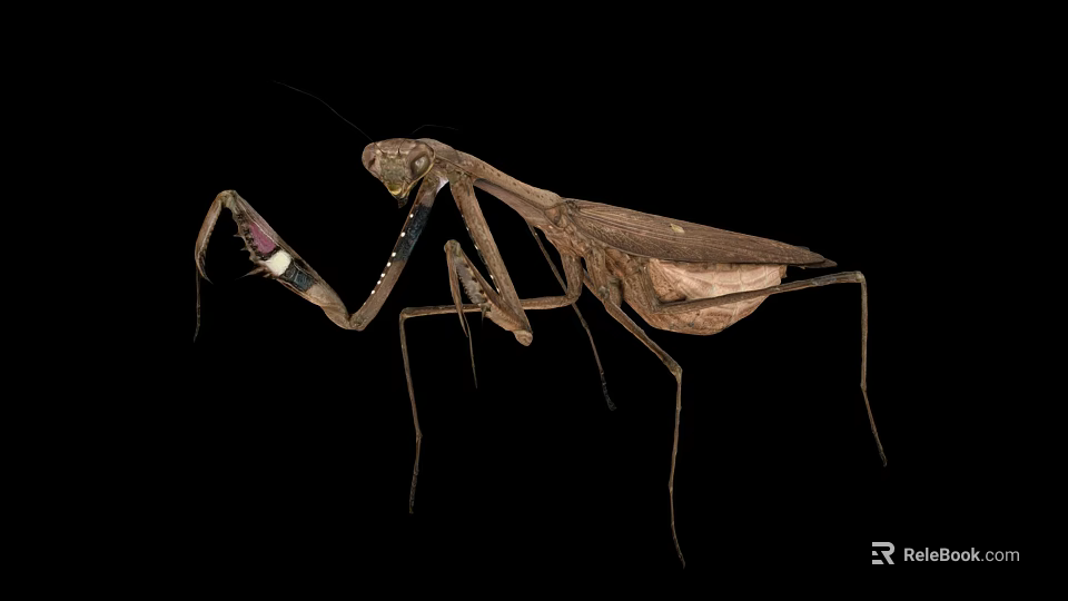Brown Mantis Insect With Long Legs And Extended Front Limbs On Black Background 3d model