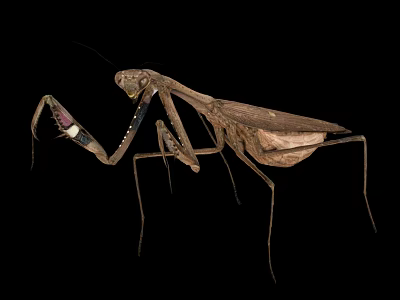 Brown Mantis Insect With Long Legs And Extended Front Limbs On Black Background 3d model