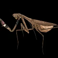 Brown Mantis Insect With Long Legs And Extended Front Limbs On Black Background 3d model