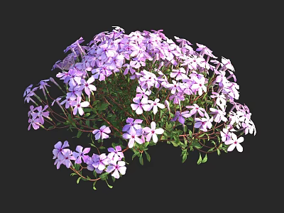 Blooming Clustered Small Purple Flowers With Green Leaves Forming Round Bush 3d model