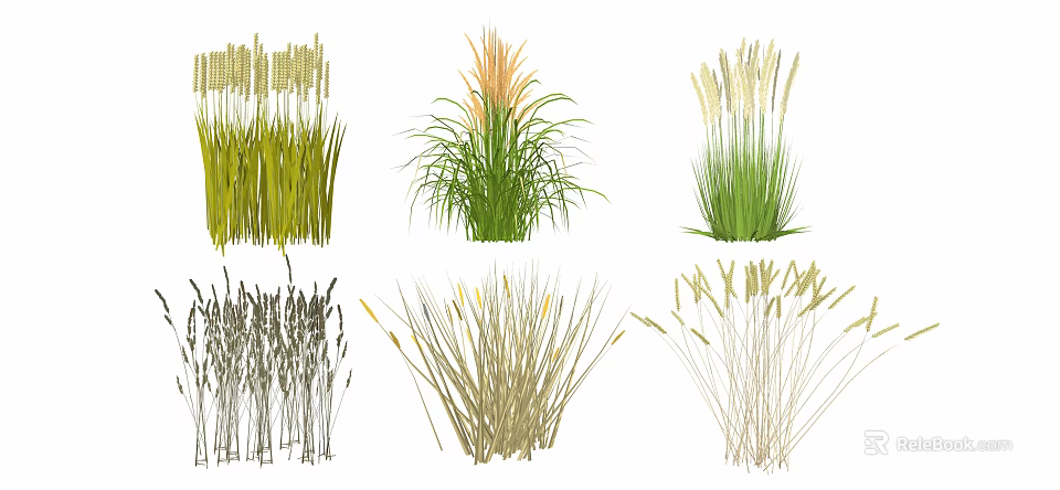 Various Types Of Decorative Grasses With Colorful Green Orange And Brown Hues 3d model 