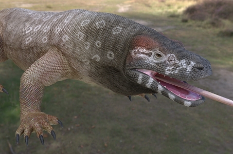 Australian Giant Lizard Wildlife Creatures 3d model