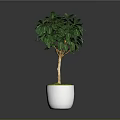 Indoor Potted Tree With Lush Green Leaves In White Ceramic Pot With Green Moss