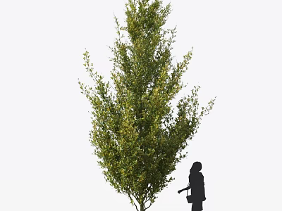 Tall Arbor With Lush Green Foliage And Person Silhouette Standing Beside Showcasing Natural Beauty 3d model