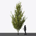 Tall Arbor With Lush Green Foliage And Person Silhouette Standing Beside Showcasing Natural Beauty