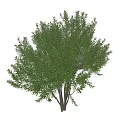 Green Tree with Multiple Trunks and Lush Green Leaves on White Background 3d model