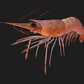 Fresh Raw Orange Striped Shrimp with Long Antennae on Black Background