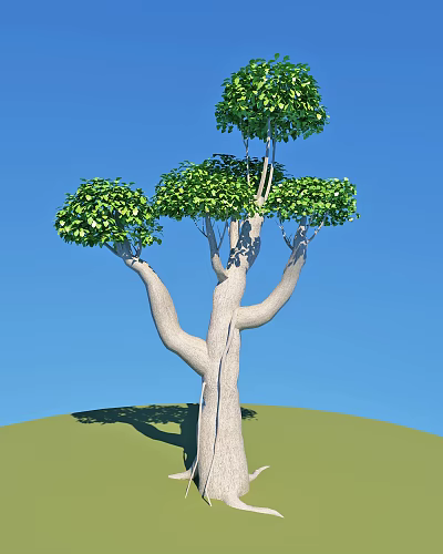 Tall Arbor With White Trunk Multiple Branches And Lush Green Foliage Against Blue Sky 3d model