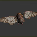Cicada With Transparent Veined Wings And Red Brown Body In Flight