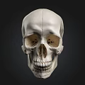 Detailed White Human Skull Anatomical Model for Medical Study on Dark Background 3d model
