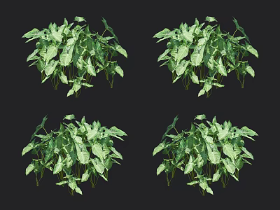 Lush Green Foliage Plants With Variegated Leaves For Indoor Decoration 3d model