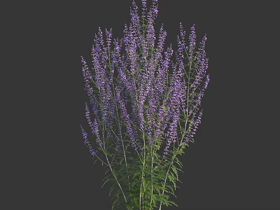 Elegant Purple Herbaceous Flowers With Slender Stems And Lush Green Leaves 3d model