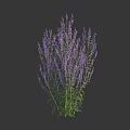 Elegant Purple Herbaceous Flowers With Slender Stems And Lush Green Leaves
