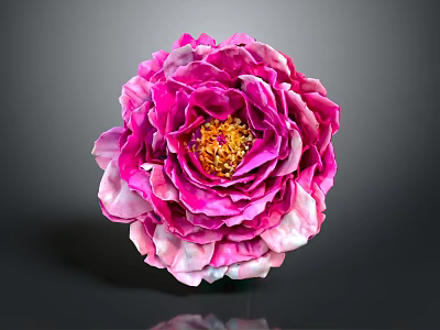 Pink Peony Flower Featuring Layered Pink White Petals And Yellow Stamen Center On Dark Background 3d model