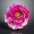 Pink Peony Flower Featuring Layered Pink White Petals And Yellow Stamen Center On Dark Background