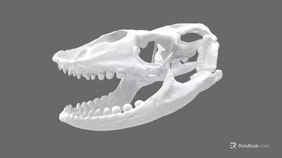 Detailed Reptile Skull With Sharp Teeth And Anatomical Structure On Gray Background 3d model 