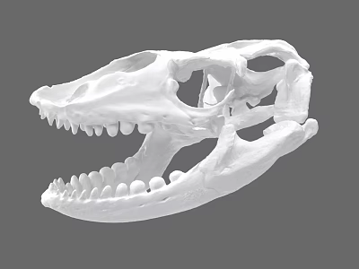 Detailed Reptile Skull With Sharp Teeth And Anatomical Structure On Gray Background 3d model