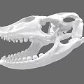 Detailed Reptile Skull With Sharp Teeth And Anatomical Structure On Gray Background