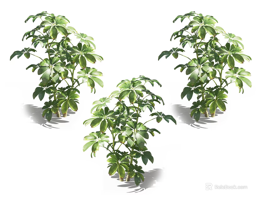Three Potted Green Plants With Lush Leaves Isolated On White Background 3d model 